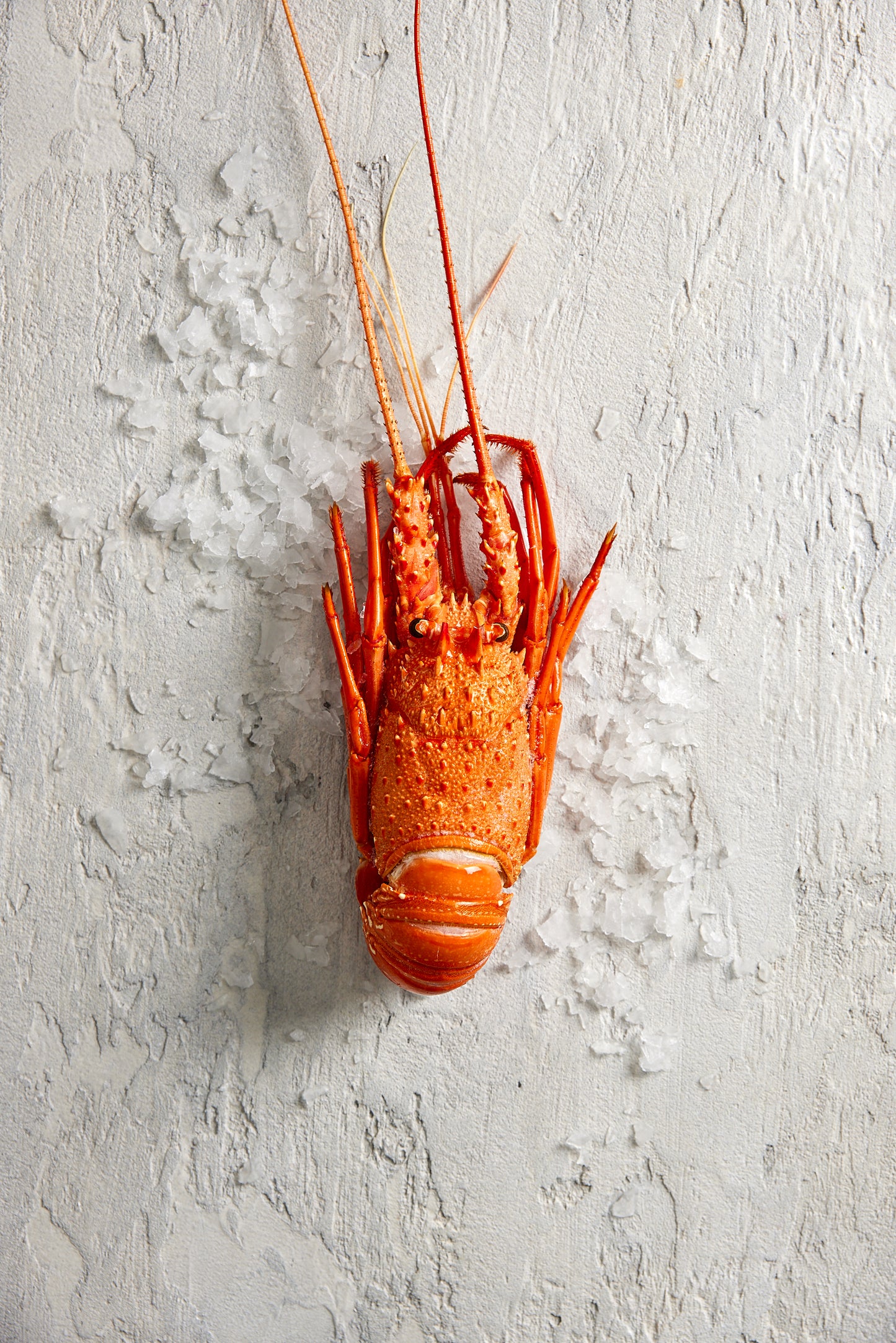 Sydney Fresh Seafood Western Australia Lobster Cooked min 350g