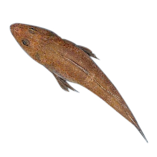 Sydney Fresh Seafood Lake Entrance Flathead Scaled Gutted min 700g