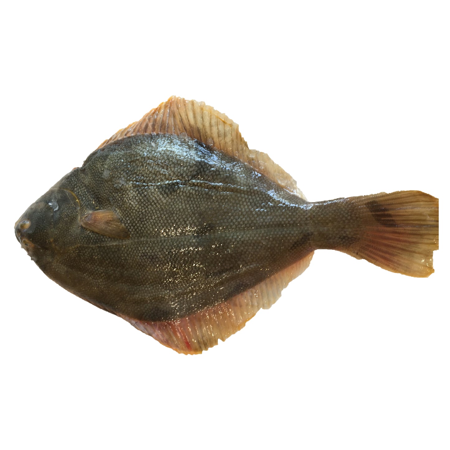 Whole Yellowbelly Flounder (min 300g) Gutted & Scaled