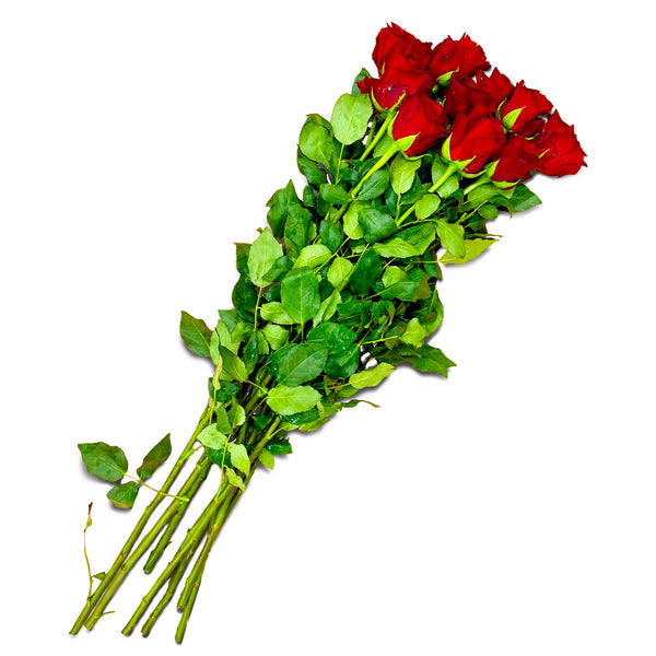 Premium Roses Red Tall 10 Stem Bunch | Harris Farm Online