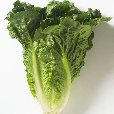 Lettuce Cos (box 10) , Whsl-Veg - HFM, Harris Farm Markets
