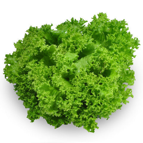 Lettuce Living - Green Coral | Harris Farm Markets