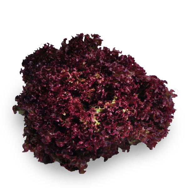  Lettuce Living Red Coral Leaves | Harris Farm Markets