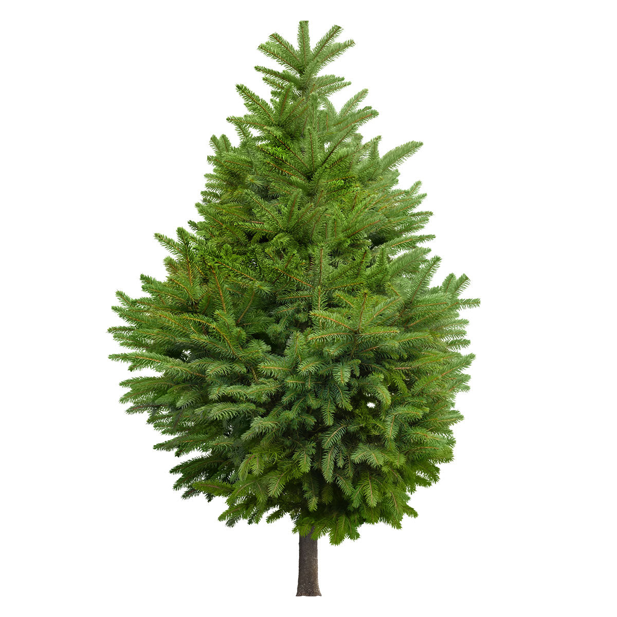 Christmas Tree Real Cut with Stand and Delivery