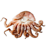 Fish in the Family Fresh Tenderised Medium Octopus min 500g | Harris Farm Online