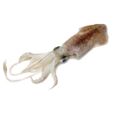 Fish in the Family Arrow Squid Cleaned min 500g