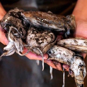 Sydney Fresh Seafood Cuttlefish Cleaned min 500g