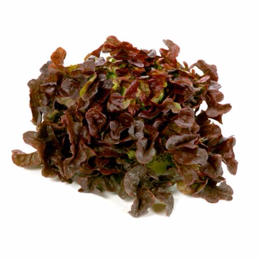 Lettuce Living Leaves Each