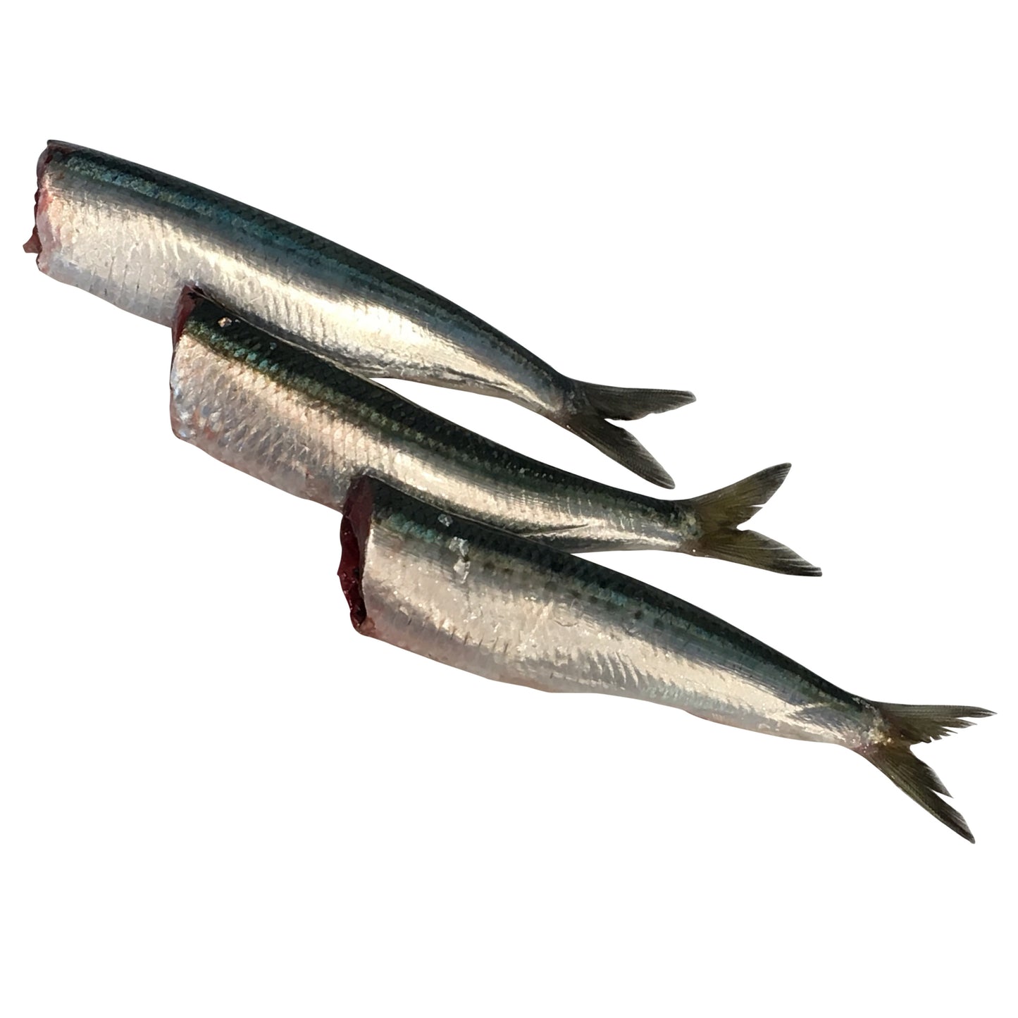 Fresh Sardines | Harris Farm Online