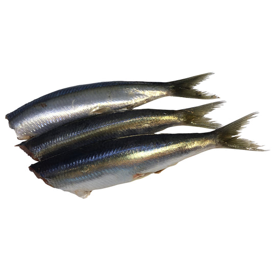 Fresh Sardines | Harris Farm Online