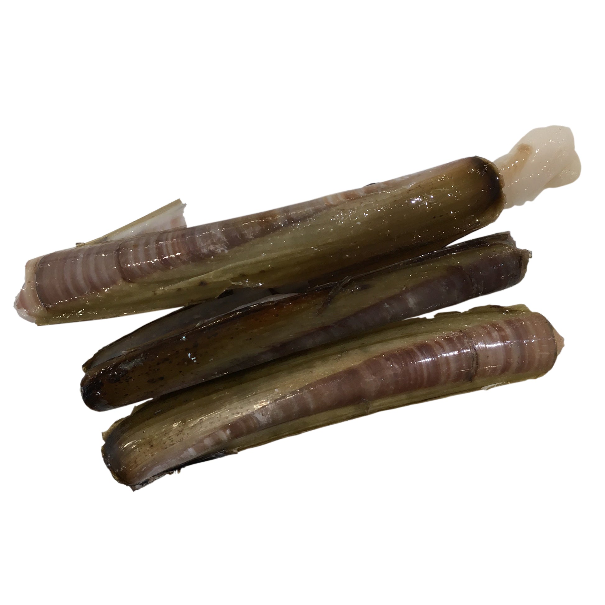 Razor Clams in the Shell | Harris Farm Online