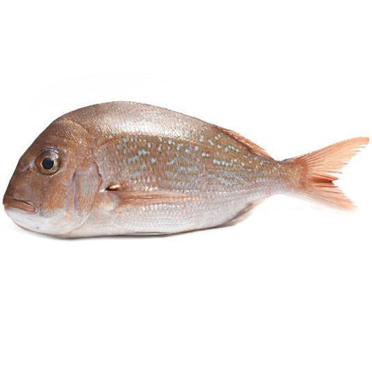 Fresh Large Snapper | Harris Farm Online