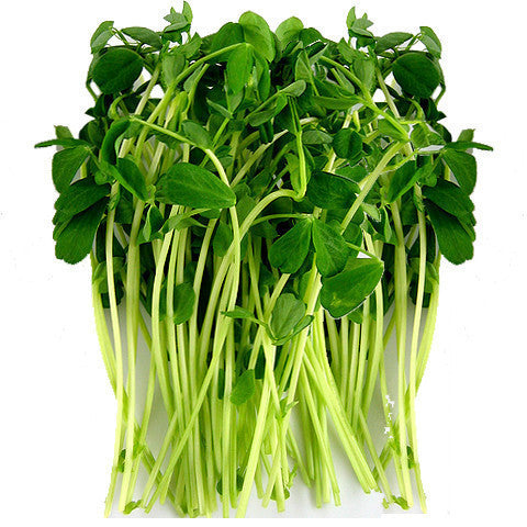Sprouts Snow Pea (100g tub) , S12S-Veg - HFM, Harris Farm Markets
