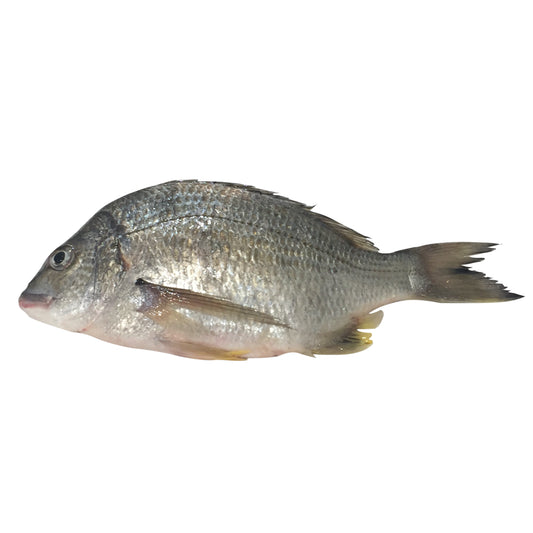 Clarence River Silver Bream (min 500g) Whole, Scaled, Gutted