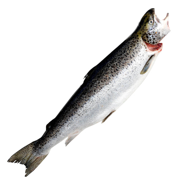 Tasmanian Salmon | Harris Farm Online